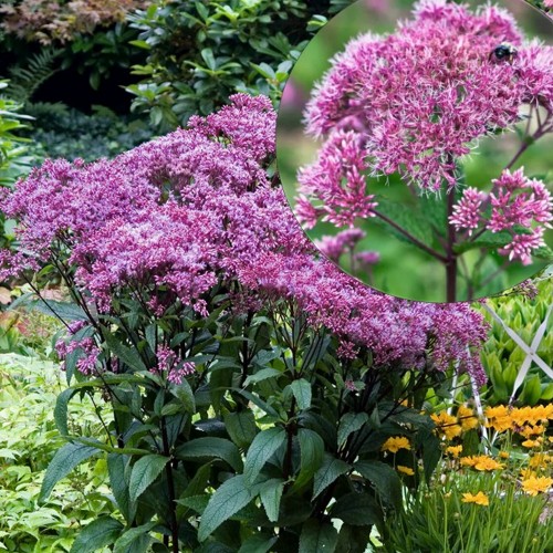 Eupatorium dubium 'Baby Joe' - Ameerika männaskanep 'Baby Joe' P9/0,55L